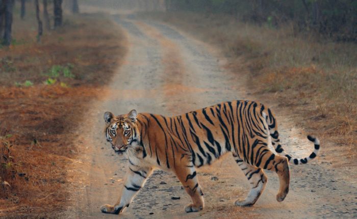 images/trending/Uttarakhand Tour Package 7 Nights 8 Days.jpg